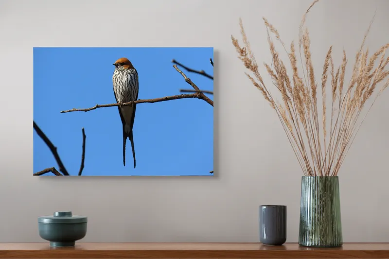 Tablou Canvas, "Rândunică mândră pe cerul albastru", Păsare, Ramură, Cer, Penaj, Natură, Frumusețe, Liniște, 54 x 39 cm – poza 4