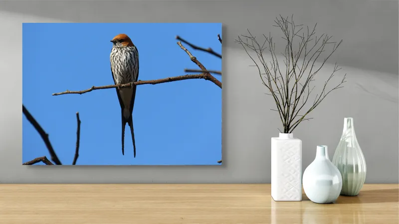 Tablou Canvas, "Rândunică mândră pe cerul albastru", Păsare, Ramură, Cer, Penaj, Natură, Frumusețe, Liniște, 70 x 50 cm – poza 3