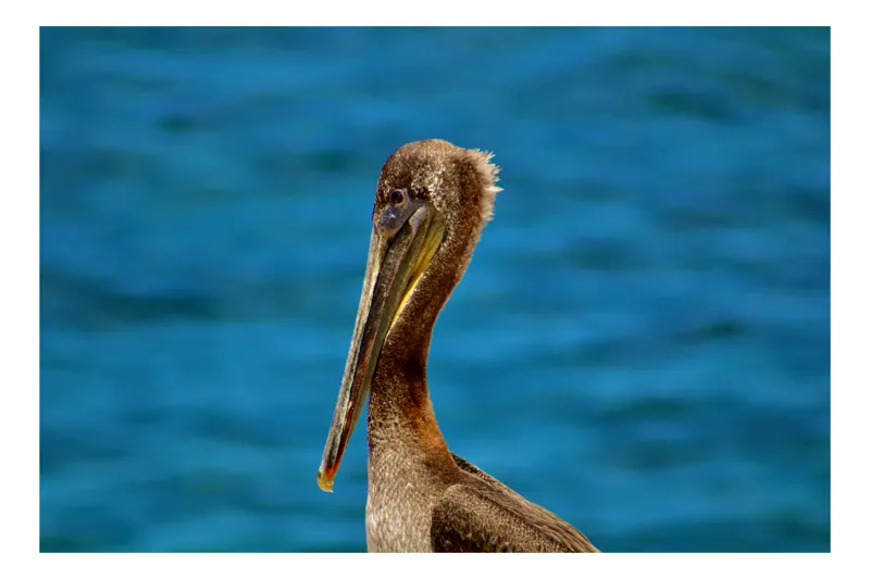 Tablou Canvas, "Pelican visând la orizont albastru", Pasăre, Pelican, Albastru, Ocean, Penaj, Cioc, Natură, Apă, Portret, Wildflife, 100 x 70 cm