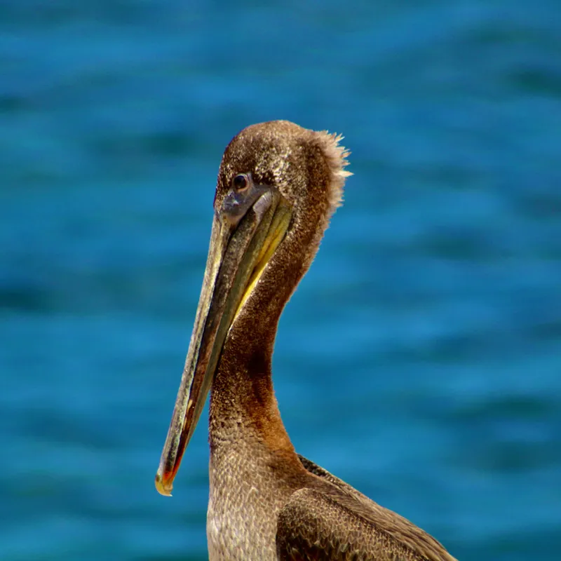Tablou Canvas, "Pelican visând la orizont albastru", Pasăre, Pelican, Albastru, Ocean, Penaj, Cioc, Natură, Apă, Portret, Wildflife, 50 x 50 cm – poza 2