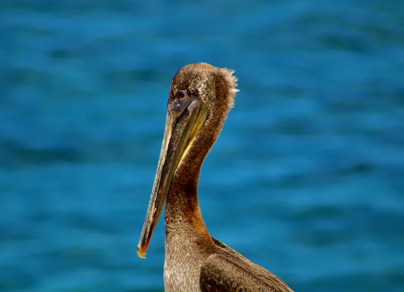 Tablou Canvas, "Pelican visând la orizont albastru", Pasăre, Pelican, Albastru, Ocean, Penaj, Cioc, Natură, Apă, Portret, Wildflife, 54 x 39 cm – poza 2