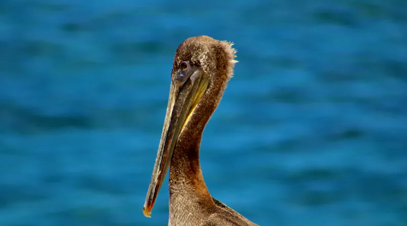 Tablou Canvas, "Pelican visând la orizont albastru", Pasăre, Pelican, Albastru, Ocean, Penaj, Cioc, Natură, Apă, Portret, Wildflife, 90 x 50 cm – poza 2