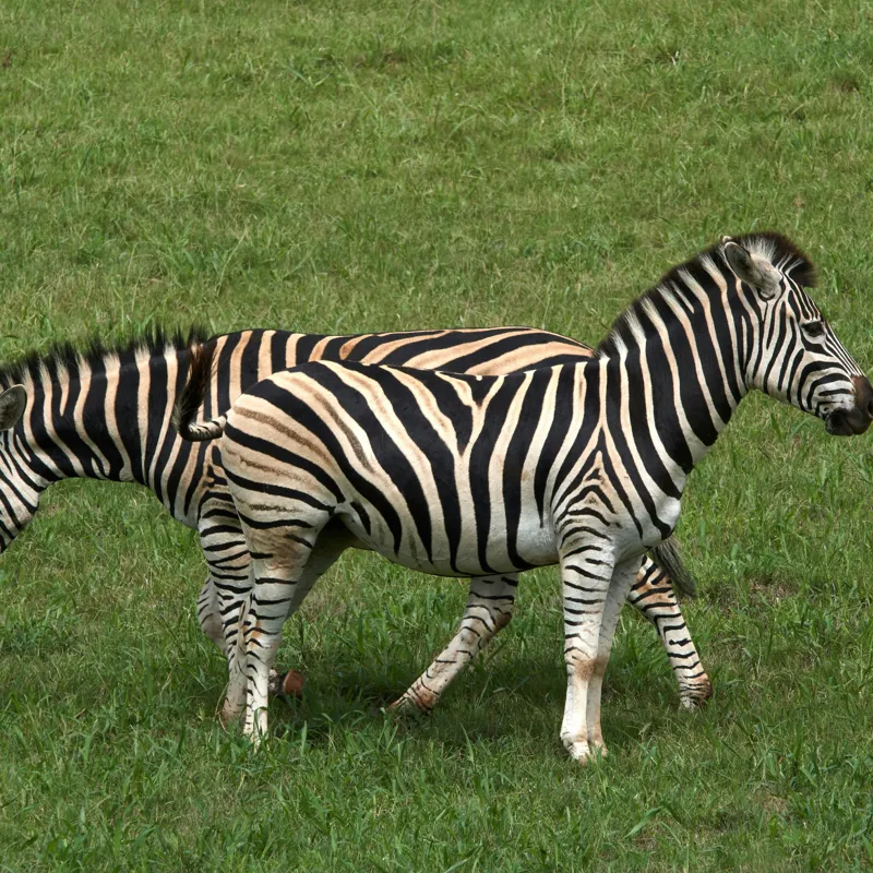 Tablou Canvas, "Zebre pășunând pe câmpie verde", Zebre, Iarbă, Dungi, Plimbare, Natură, Safari, Africa, Animale, Strălucire, Verde, Libertate, 100 x 100 cm – poza 2