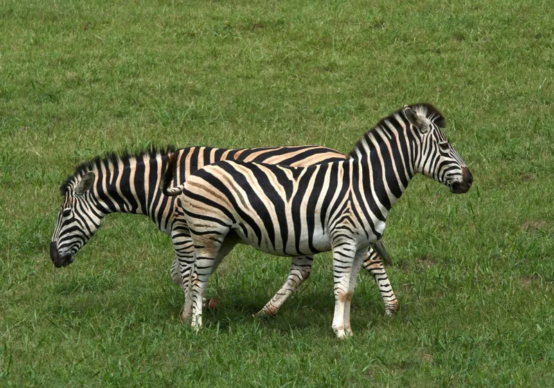 Tablou Canvas, "Zebre pășunând pe câmpie verde", Zebre, Iarbă, Dungi, Plimbare, Natură, Safari, Africa, Animale, Strălucire, Verde, Libertate, 100 x 70 cm – poza 2