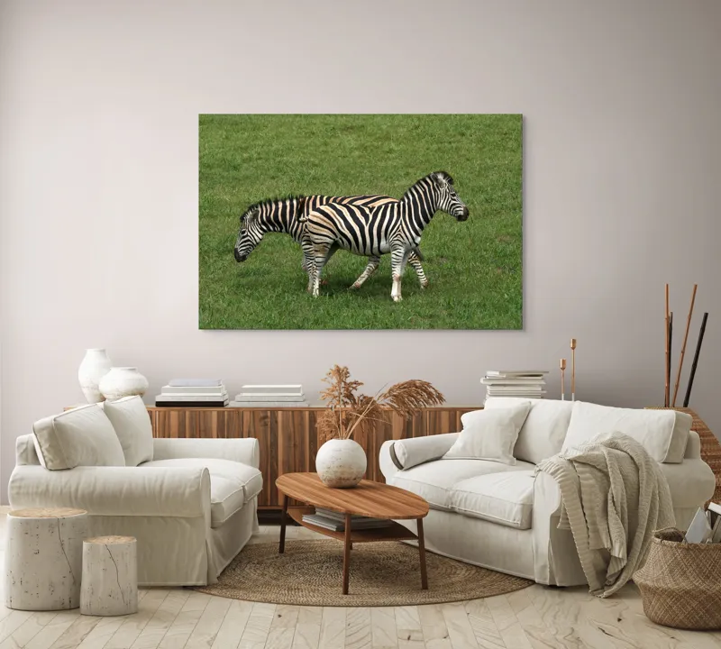 Tablou Canvas, "Zebre pășunând pe câmpie verde", Zebre, Iarbă, Dungi, Plimbare, Natură, Safari, Africa, Animale, Strălucire, Verde, Libertate, 150 x 100 cm – poza 3