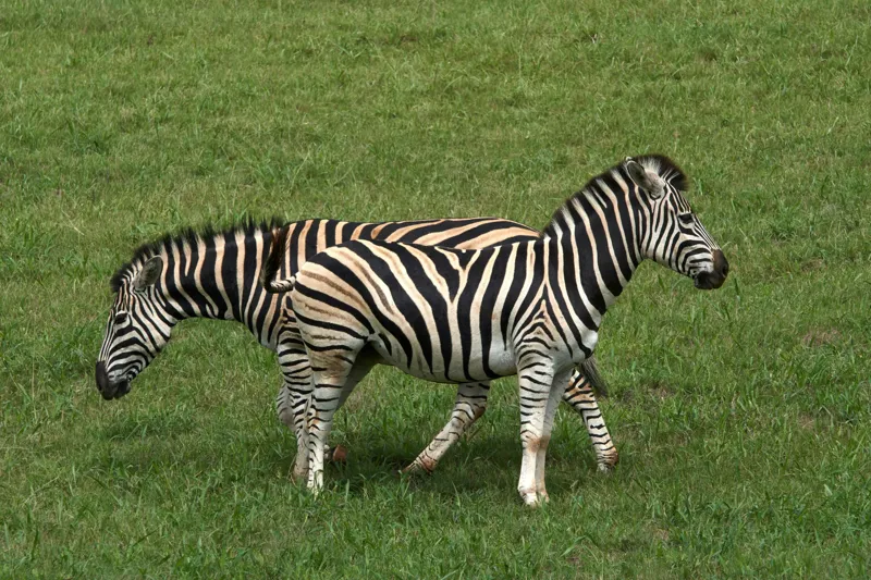 Tablou Canvas, "Zebre pășunând pe câmpie verde", Zebre, Iarbă, Dungi, Plimbare, Natură, Safari, Africa, Animale, Strălucire, Verde, Libertate, 150 x 100 cm – poza 2