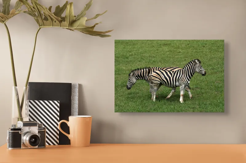 Tablou Canvas, "Zebre pășunând pe câmpie verde", Zebre, Iarbă, Dungi, Plimbare, Natură, Safari, Africa, Animale, Strălucire, Verde, Libertate, 39 x 26 cm – poza 3