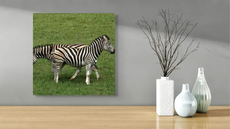Tablou Canvas, "Zebre pășunând pe câmpie verde", Zebre, Iarbă, Dungi, Plimbare, Natură, Safari, Africa, Animale, Strălucire, Verde, Libertate, 50 x 50 cm – poza 3
