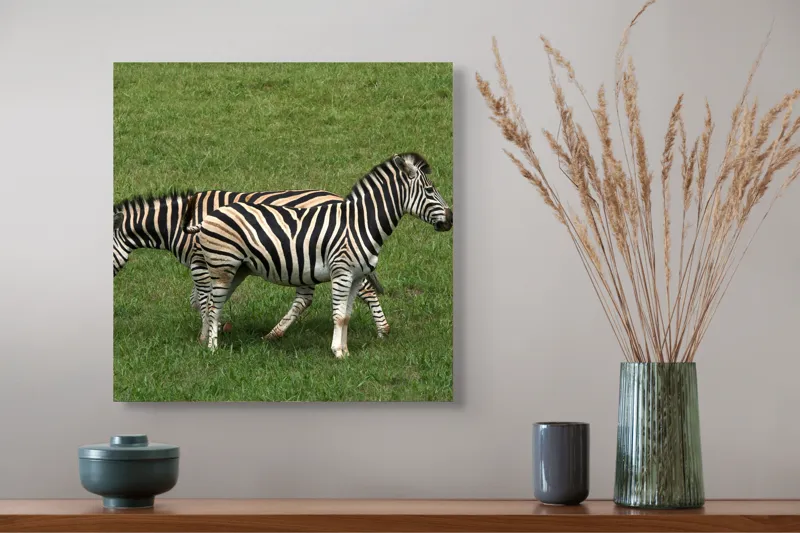 Tablou Canvas, "Zebre pășunând pe câmpie verde", Zebre, Iarbă, Dungi, Plimbare, Natură, Safari, Africa, Animale, Strălucire, Verde, Libertate, 50 x 50 cm – poza 4
