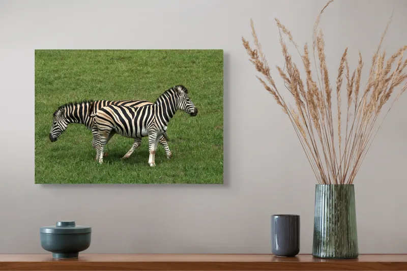 Tablou Canvas, "Zebre pășunând pe câmpie verde", Zebre, Iarbă, Dungi, Plimbare, Natură, Safari, Africa, Animale, Strălucire, Verde, Libertate, 54 x 39 cm – poza 4