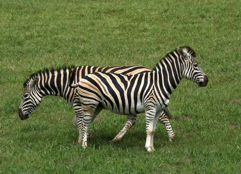 Tablou Canvas, "Zebre pășunând pe câmpie verde", Zebre, Iarbă, Dungi, Plimbare, Natură, Safari, Africa, Animale, Strălucire, Verde, Libertate, 54 x 39 cm – poza 2