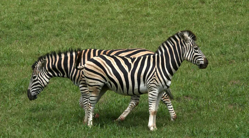 Tablou Canvas, "Zebre pășunând pe câmpie verde", Zebre, Iarbă, Dungi, Plimbare, Natură, Safari, Africa, Animale, Strălucire, Verde, Libertate, 90 x 50 cm – poza 2