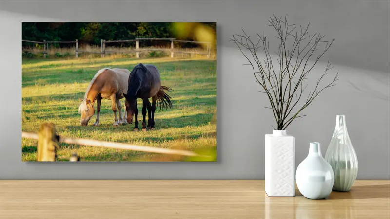 Tablou Canvas, "Doi cai păscând relaxați împreună", Cal, Pășune, Verdeață, Gard, Lumină, Blană, Împreună, Natură, 70 x 50 cm – poza 3
