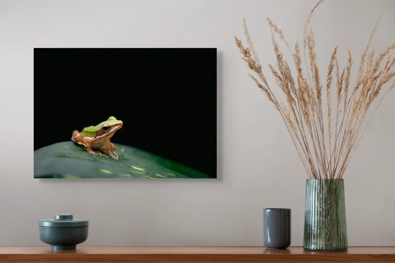 Tablou Canvas, "Broasca pe frunza verde întunecată", Broască, Frunză, Verde, Noapte, Solitudine, Observație, Natură, 54 x 39 cm – poza 4