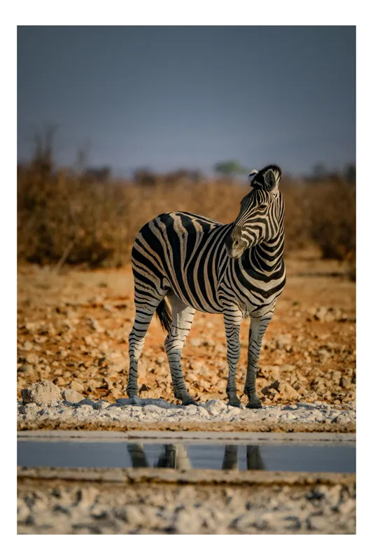 Tablou Canvas, "Zebra singuratică în savană africană", Zebră, Dungată, Savana, Apus, Solitară, Peisaj, Reflecție, Calmă., 26 x 39 cm