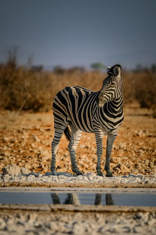 Tablou Canvas, "Zebra singuratică în savană africană", Zebră, Dungată, Savana, Apus, Solitară, Peisaj, Reflecție, Calmă., 26 x 39 cm – poza 2