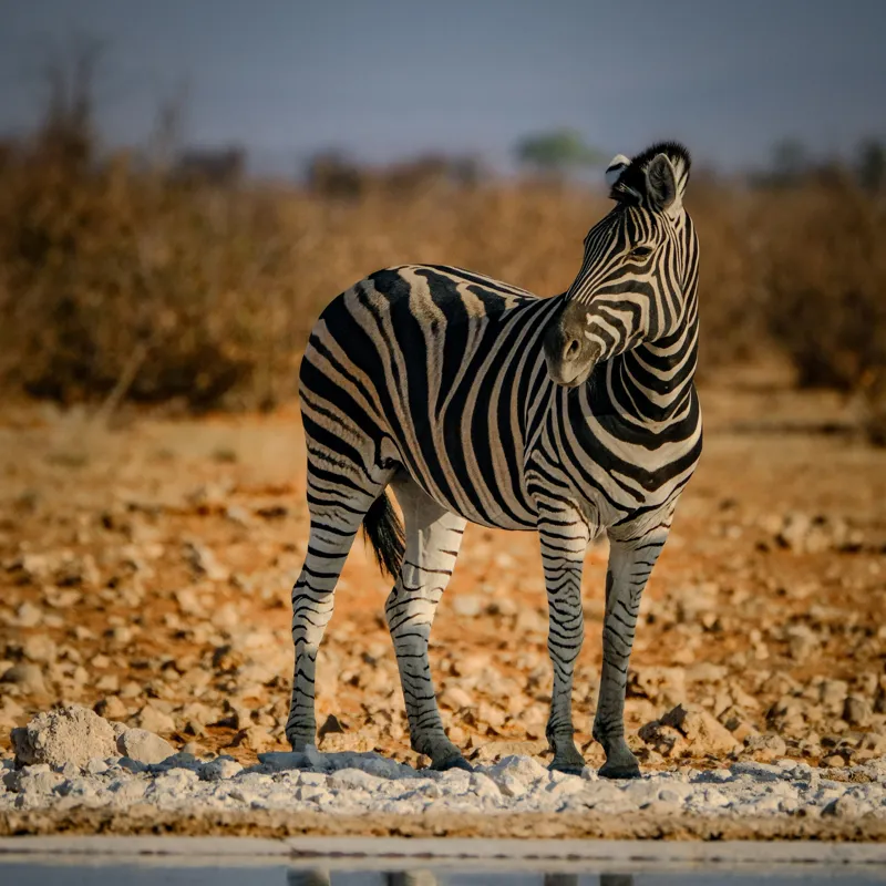 Tablou Canvas, "Zebra singuratică în savană africană", Zebră, Dungată, Savana, Apus, Solitară, Peisaj, Reflecție, Calmă., 50 x 50 cm – poza 2