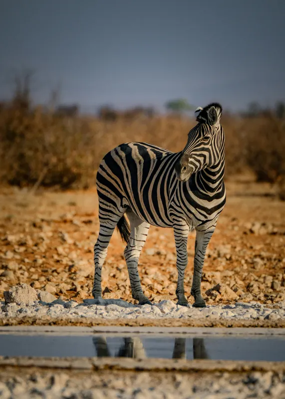 Tablou Canvas, "Zebra singuratică în savană africană", Zebră, Dungată, Savana, Apus, Solitară, Peisaj, Reflecție, Calmă., 50 x 70 cm – poza 2