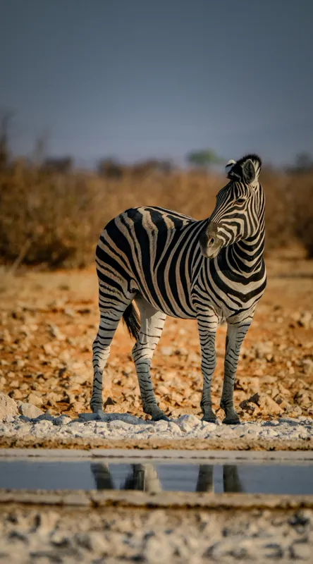 Tablou Canvas, "Zebra singuratică în savană africană", Zebră, Dungată, Savana, Apus, Solitară, Peisaj, Reflecție, Calmă., 50 x 90 cm – poza 2