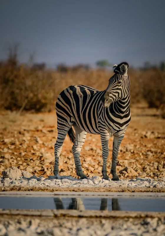 Tablou Canvas, "Zebra singuratică în savană africană", Zebră, Dungată, Savana, Apus, Solitară, Peisaj, Reflecție, Calmă., 70 x 100 cm – poza 2