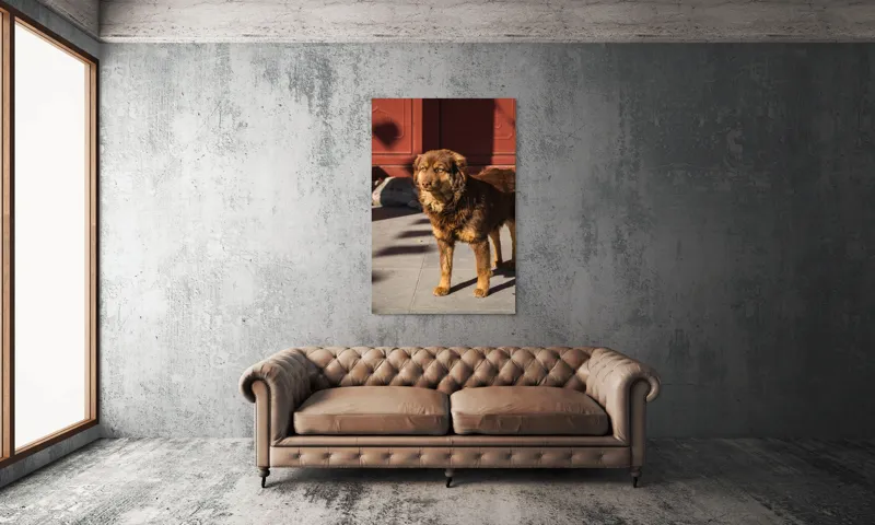 Tablou Canvas, "Câine în lumina soarelui de dimineață", Nu știu cine este în imagine., 100 x 150 cm – poza 6