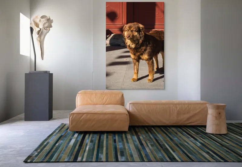 Tablou Canvas, "Câine în lumina soarelui de dimineață", Nu știu cine este în imagine., 100 x 150 cm – poza 7
