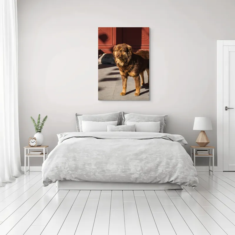 Tablou Canvas, "Câine în lumina soarelui de dimineață", 70 x 100 cm – poza 3