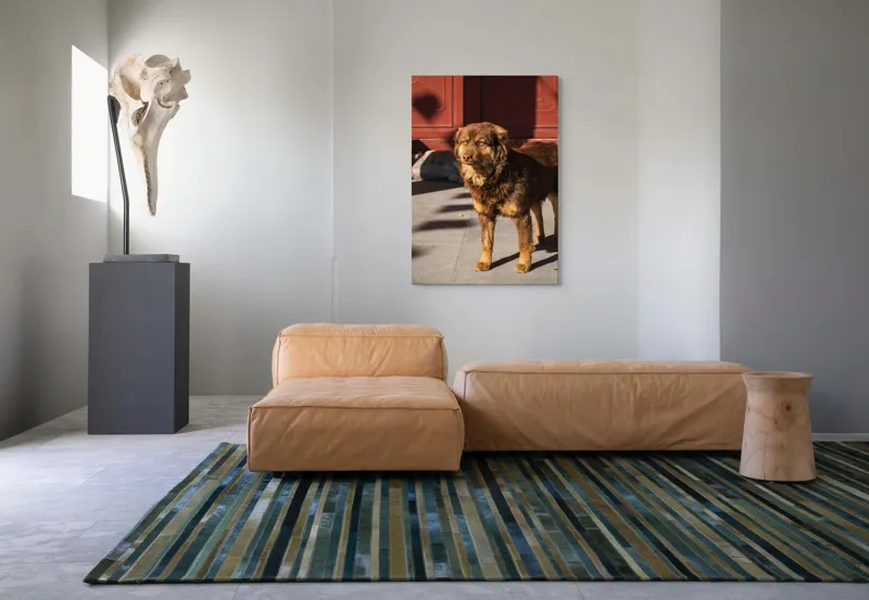 Tablou Canvas, "Câine în lumina soarelui de dimineață", 70 x 100 cm – poza 7
