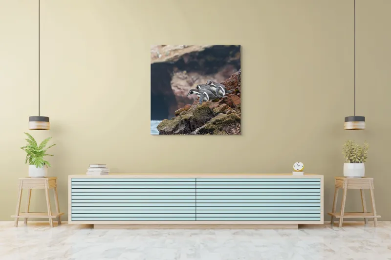 Tablou Canvas, "Pinguinii așteaptă valul potrivit", Pinguini, Stânci, Ocean, Grote, Natură, Apă, Rezervație, Habitat, Pene, Animale, 100 x 100 cm – poza 5