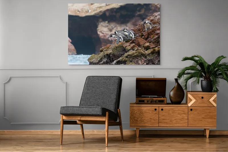 Tablou Canvas, "Pinguinii așteaptă valul potrivit", Pinguini, Stânci, Ocean, Grote, Natură, Apă, Rezervație, Habitat, Pene, Animale, 150 x 100 cm – poza 8