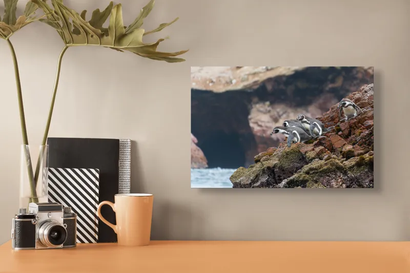 Tablou Canvas, "Pinguinii așteaptă valul potrivit", Pinguini, Stânci, Ocean, Grote, Natură, Apă, Rezervație, Habitat, Pene, Animale, 39 x 26 cm – poza 3