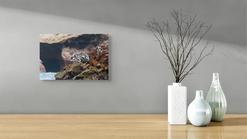 Tablou Canvas, "Pinguinii așteaptă valul potrivit", Pinguini, Stânci, Ocean, Grote, Natură, Apă, Rezervație, Habitat, Pene, Animale, 39 x 26 cm – poza 8