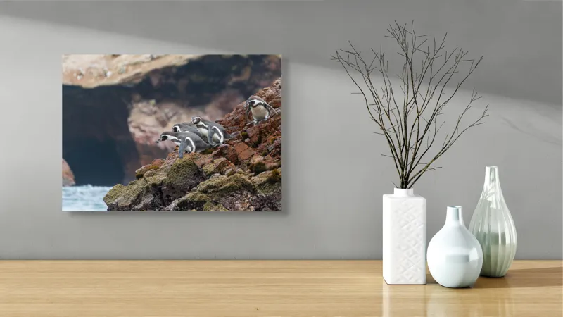 Tablou Canvas, "Pinguinii așteaptă valul potrivit", Pinguini, Stânci, Ocean, Grote, Natură, Apă, Rezervație, Habitat, Pene, Animale, 54 x 39 cm – poza 3