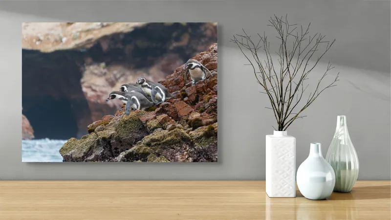 Tablou Canvas, "Pinguinii așteaptă valul potrivit", Pinguini, Stânci, Ocean, Grote, Natură, Apă, Rezervație, Habitat, Pene, Animale, 70 x 50 cm – poza 3