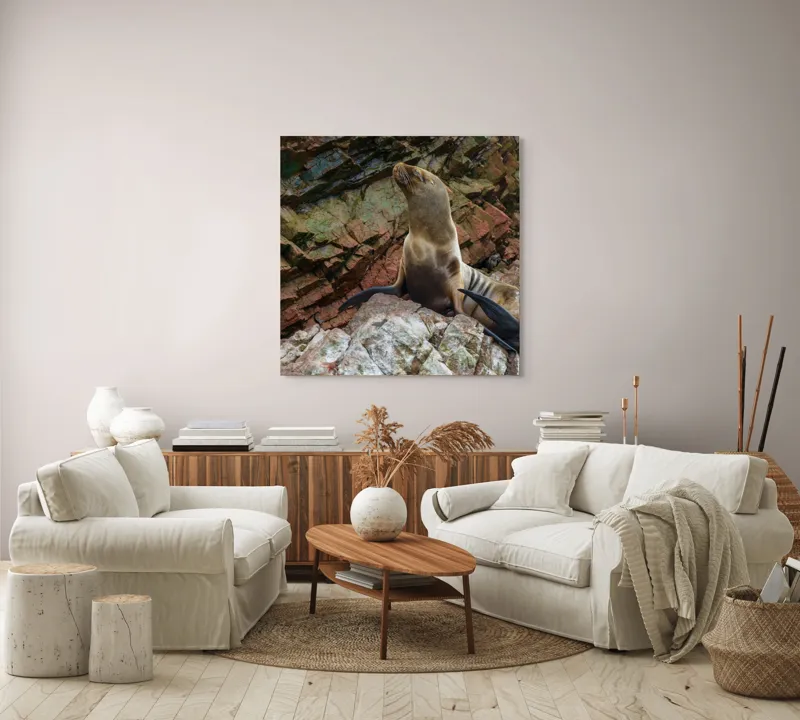 Tablou Canvas, "Leul de mare pe stânci ruginii", Nu pot spune cine este în imagine, dar pot spune că este o imagine cu un leu de mare pe niște stânci., 100 x 100 cm – poza 3