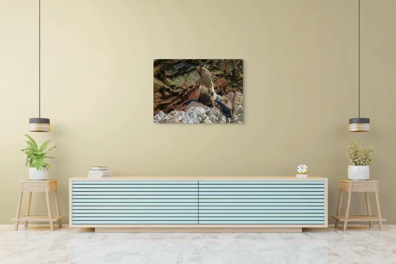 Tablou Canvas, "Leul de mare pe stânci ruginii", Nu pot spune cine este în imagine, dar pot spune că este o imagine cu un leu de mare pe niște stânci., 100 x 70 cm – poza 4