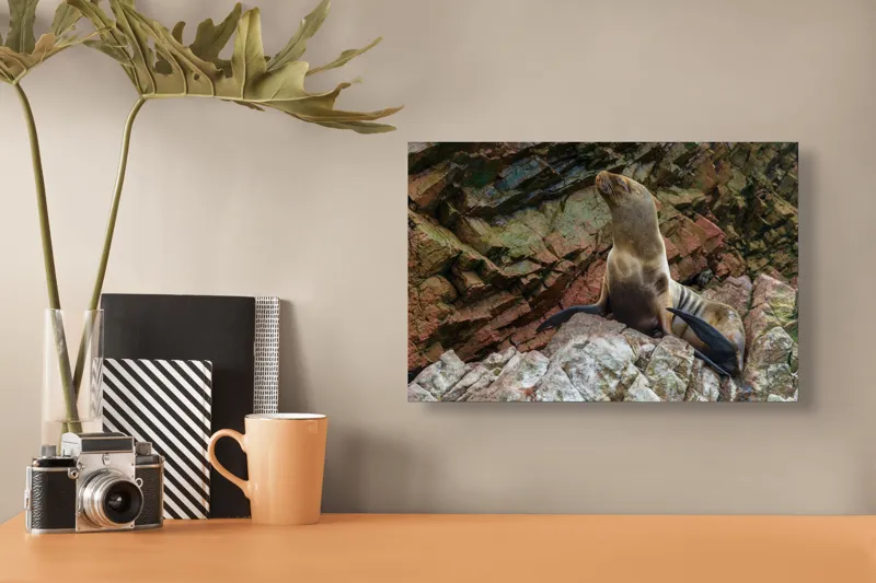 Tablou Canvas, "Leul de mare pe stânci ruginii", 39 x 26 cm – poza 3