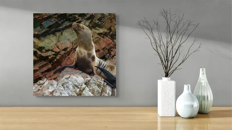 Tablou Canvas, "Leul de mare pe stânci ruginii", Nu pot spune cine este în imagine, dar pot spune că este o imagine cu un leu de mare pe niște stânci., 50 x 50 cm – poza 3