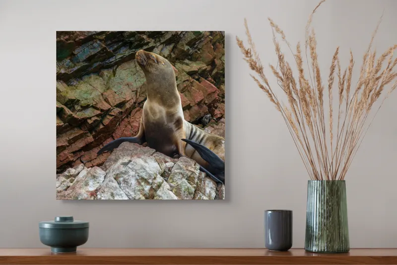 Tablou Canvas, "Leul de mare pe stânci ruginii", Nu pot spune cine este în imagine, dar pot spune că este o imagine cu un leu de mare pe niște stânci., 50 x 50 cm – poza 4