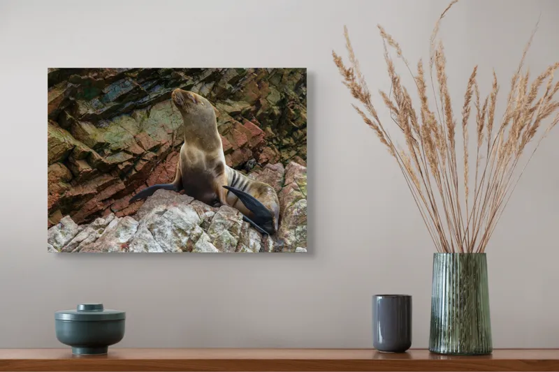 Tablou Canvas, "Leul de mare pe stânci ruginii", Nu pot spune cine este în imagine, dar pot spune că este o imagine cu un leu de mare pe niște stânci., 54 x 39 cm – poza 4