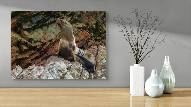 Tablou Canvas, "Leul de mare pe stânci ruginii", Nu pot spune cine este în imagine, dar pot spune că este o imagine cu un leu de mare pe niște stânci., 70 x 50 cm – poza 3