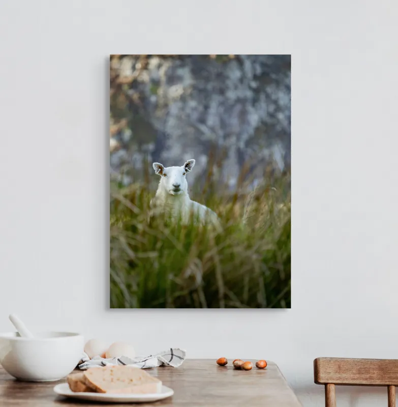 Tablou Canvas, "Oaia curioasă din poieniță verde", I don't know who this is., 50 x 70 cm – poza 3