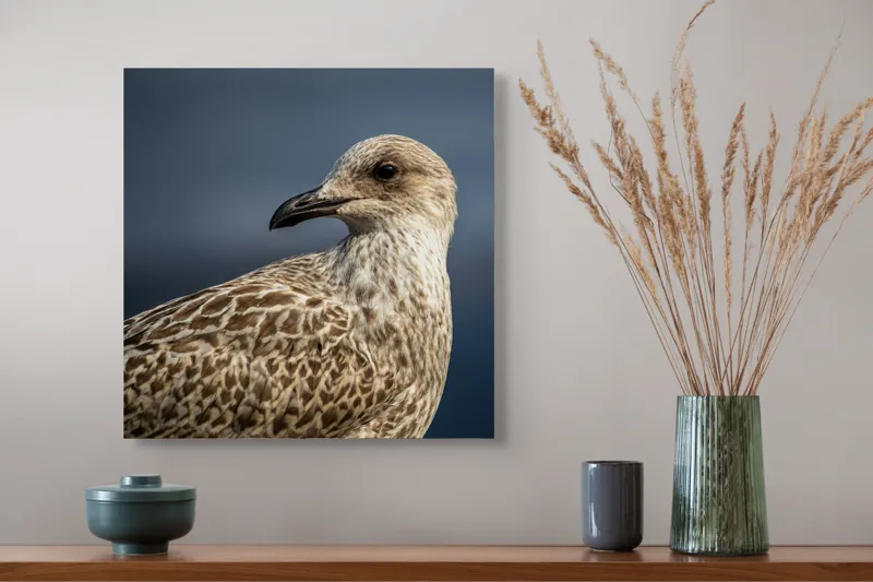 Tablou Canvas, "Pescăruș în lumina dimineții marinărești", Pene, Cioc, Ochi, Fundal, Detaliu, Textură, Profil, Natural, Elegant, Zvelt, 50 x 50 cm – poza 4