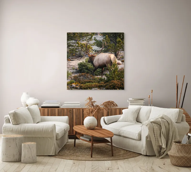 Tablou Canvas, "Elan printre pini montani", Cerb, Pădure, Corn, Verdeață, Natură, Peisaj, Sălbăticie, Aventură, Liniște, Frumusețe, Tranquilitate., 100 x 100 cm – poza 3