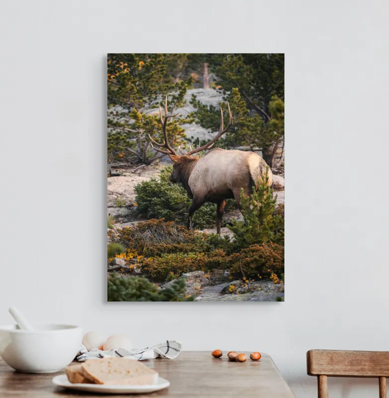 Tablou Canvas, "Elan printre pini montani", Cerb, Pădure, Corn, Verdeață, Natură, Peisaj, Sălbăticie, Aventură, Liniște, Frumusețe, Tranquilitate., 50 x 70 cm – poza 3