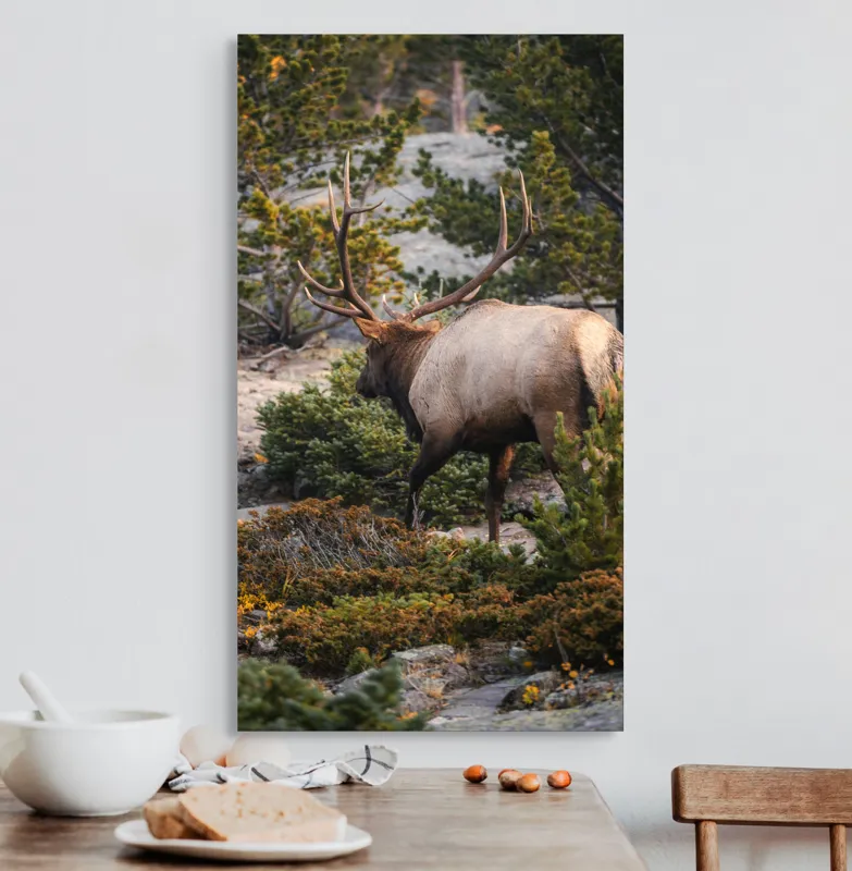 Tablou Canvas, "Elan printre pini montani", Cerb, Pădure, Corn, Verdeață, Natură, Peisaj, Sălbăticie, Aventură, Liniște, Frumusețe, Tranquilitate., 50 x 90 cm – poza 3