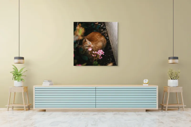 Tablou Canvas, "Pisica ascunsă printre flori roz", Pisică, Portocalie, Privire, Flori, Frunziș, Zid, Ușoară, Culoare, Ascunziș, Curiozitate, 100 x 100 cm – poza 5