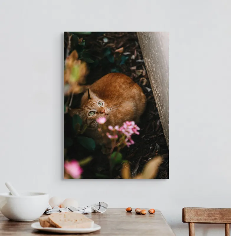 Tablou Canvas, "Pisica ascunsă printre flori roz", Pisică, Portocalie, Privire, Flori, Frunziș, Zid, Ușoară, Culoare, Ascunziș, Curiozitate, 50 x 70 cm – poza 3