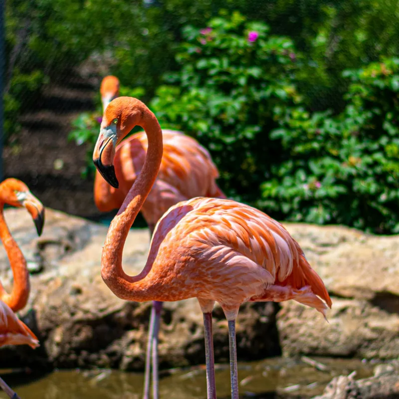 Tablou Canvas, "Grațioasele flamingo în grădină zoologică", Flamingo, Eleganță, Roz, Natură, Grădină, Apă, Pietre, Vegetație, Soare, Aripi, 100 x 100 cm – poza 2