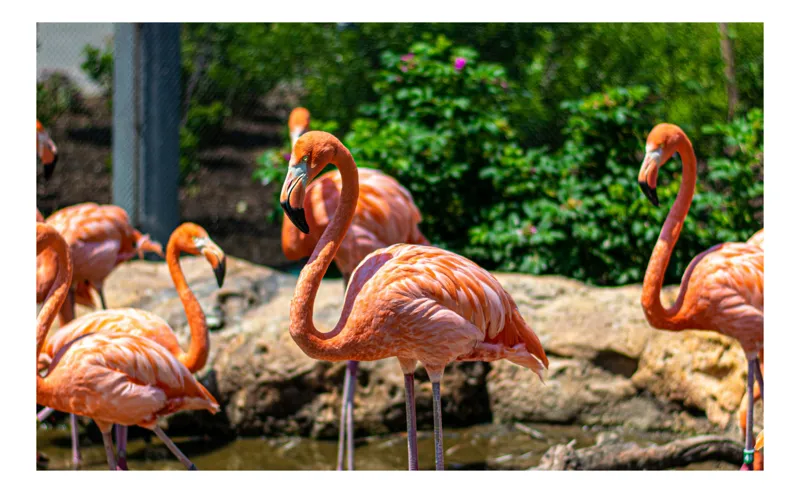 Tablou Canvas, "Grațioasele flamingo în grădină zoologică", Flamingo, Eleganță, Roz, Natură, Grădină, Apă, Pietre, Vegetație, Soare, Aripi, 39 x 26 cm